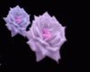 WL Violet Magic Roses