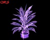 Purple Club Plant