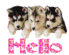 hello puppy's wolf pups