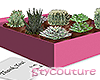 Succulent Gift Pink
