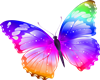 !S! Butterfly Multicolor