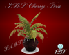 IBT- Cherry Fern