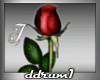 [DD]Love Rose...