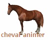 Chaval Animated