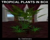 TROPICAL PLANTS IN BOX
