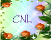 [CNL]DOC flower 24