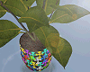 金 Potted Rubber Fig