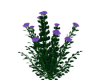 Large Plant II