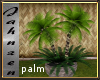 *Jah* Phoenix Palm