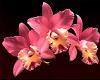 3 Pink Orchids