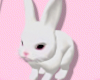 🐇 Rabbit