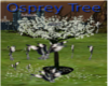 [B] Osprey Tree