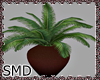 ! Potted Palm
