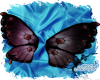 Brown Butterfly Wings
