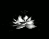 s flower lotus