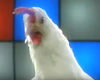 Song: Chicken song / chi