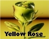 Yellow Rose