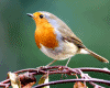 Songs Birds