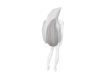 Grey Cat Tail