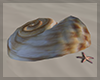 Seashell no pose