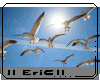 Seagulls Animation