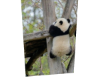 Panda 10