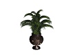 Hidden Cove Palm Plant