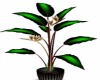 CaFf Plant Anim