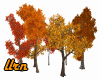 Fall Forest Trees