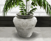 Tropical Potted Flower