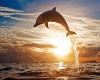 dolphine pic 5