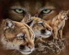 ~MNY~Cougar Background