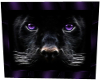 Purple Eyed Leopard