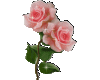 Pink Glittering Roses