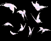 !R Butterflies of Light