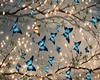 Background  butterflies