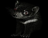 black unisex ferret demo