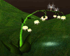 fantasy lantern plant