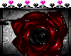 [Night] Taurus eye rose