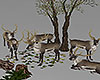 Spring Deer Herd