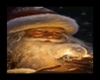 Santa Claus-picture