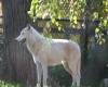 White wolf picture