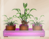 |Purple & Wood Plant|
