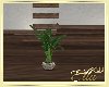 Moonlight Plant
