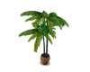 Tropical Plant