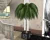 Palm Tree-NZ Slang