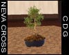 NC Bonsai Tree 15