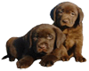 Cute Brown Puppies