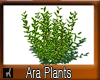 Ara Plants