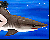 !Fairy Tail Shark